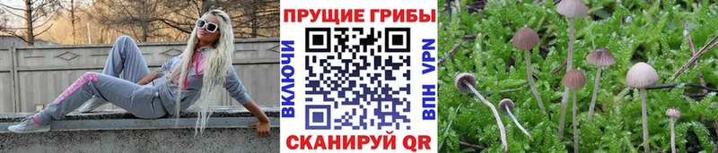 Псилоцибиновые грибы мицелий  даркнет сайт  Калачинск 